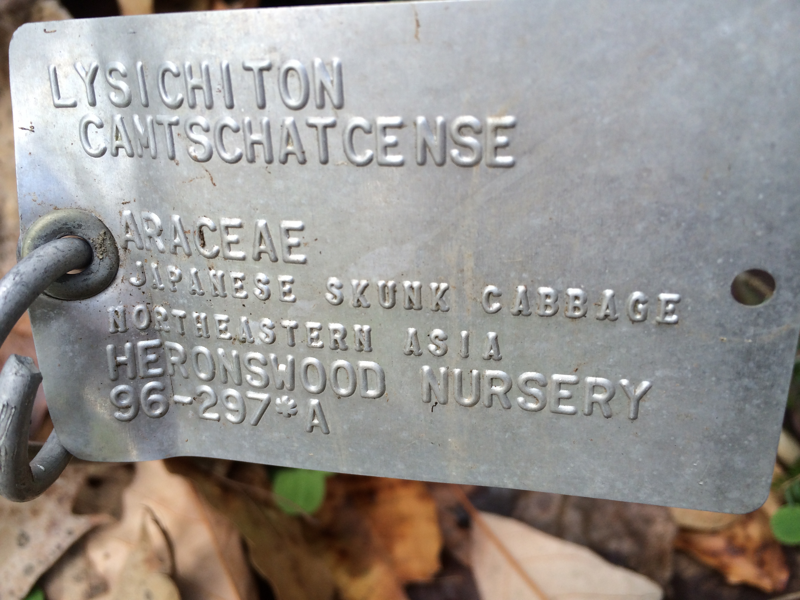 Identifying label for Japanese skunk cabbage.