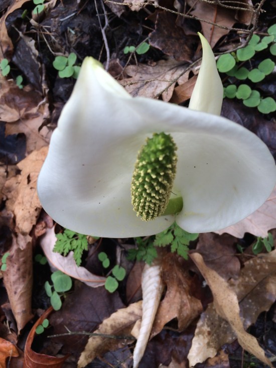 Japanese skunk cabbage at the Cornell Plantations.
