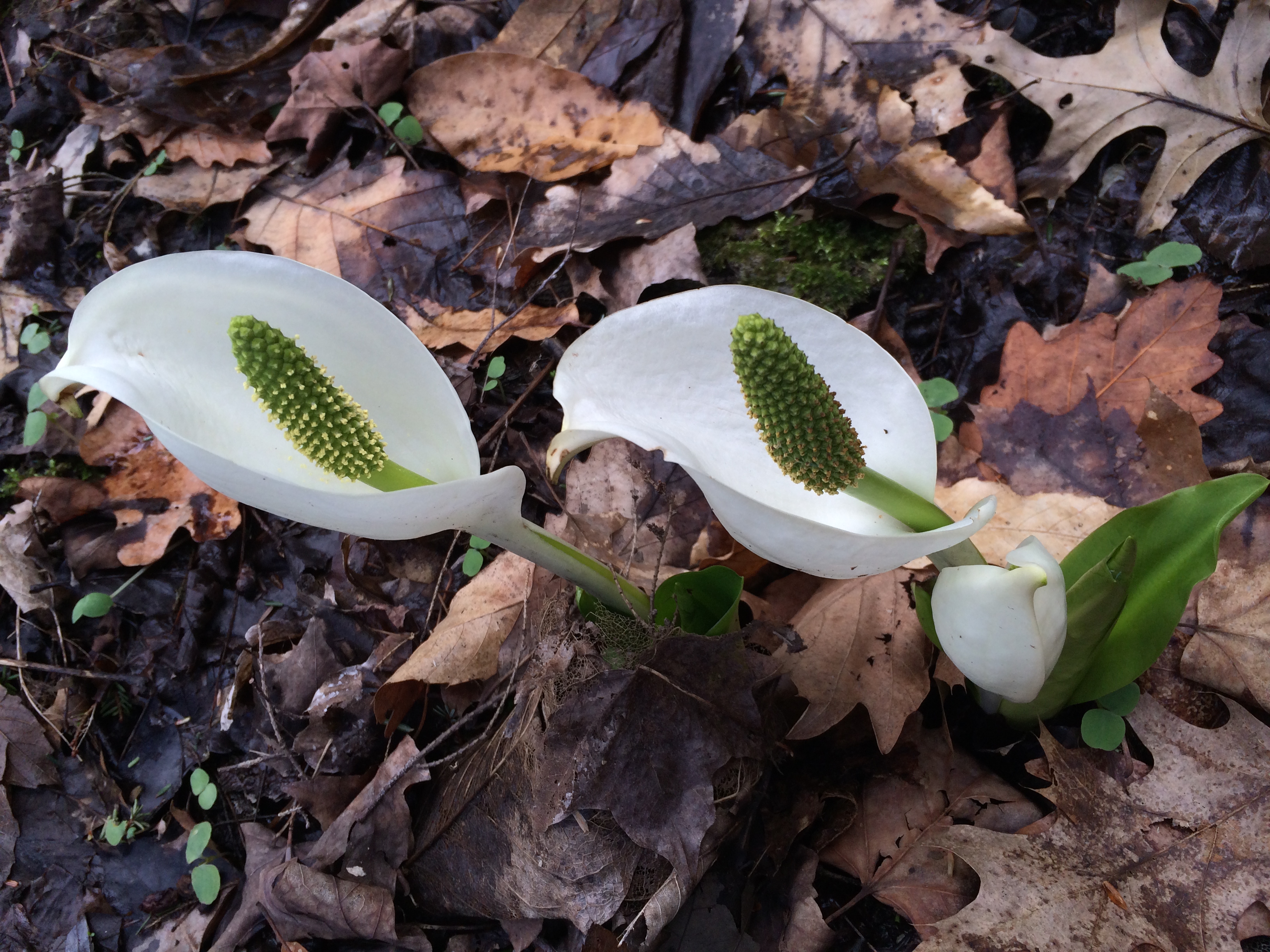 More Japanese skunk cabbage.