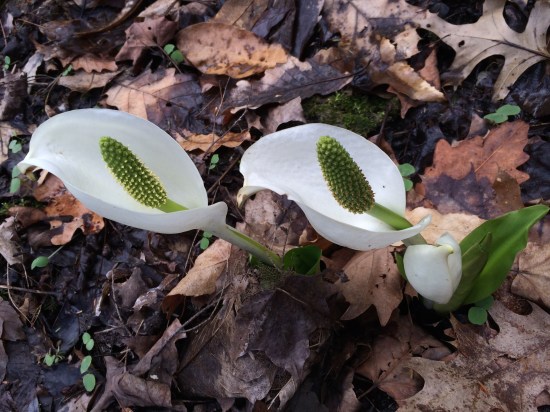 More Japanese skunk cabbage.