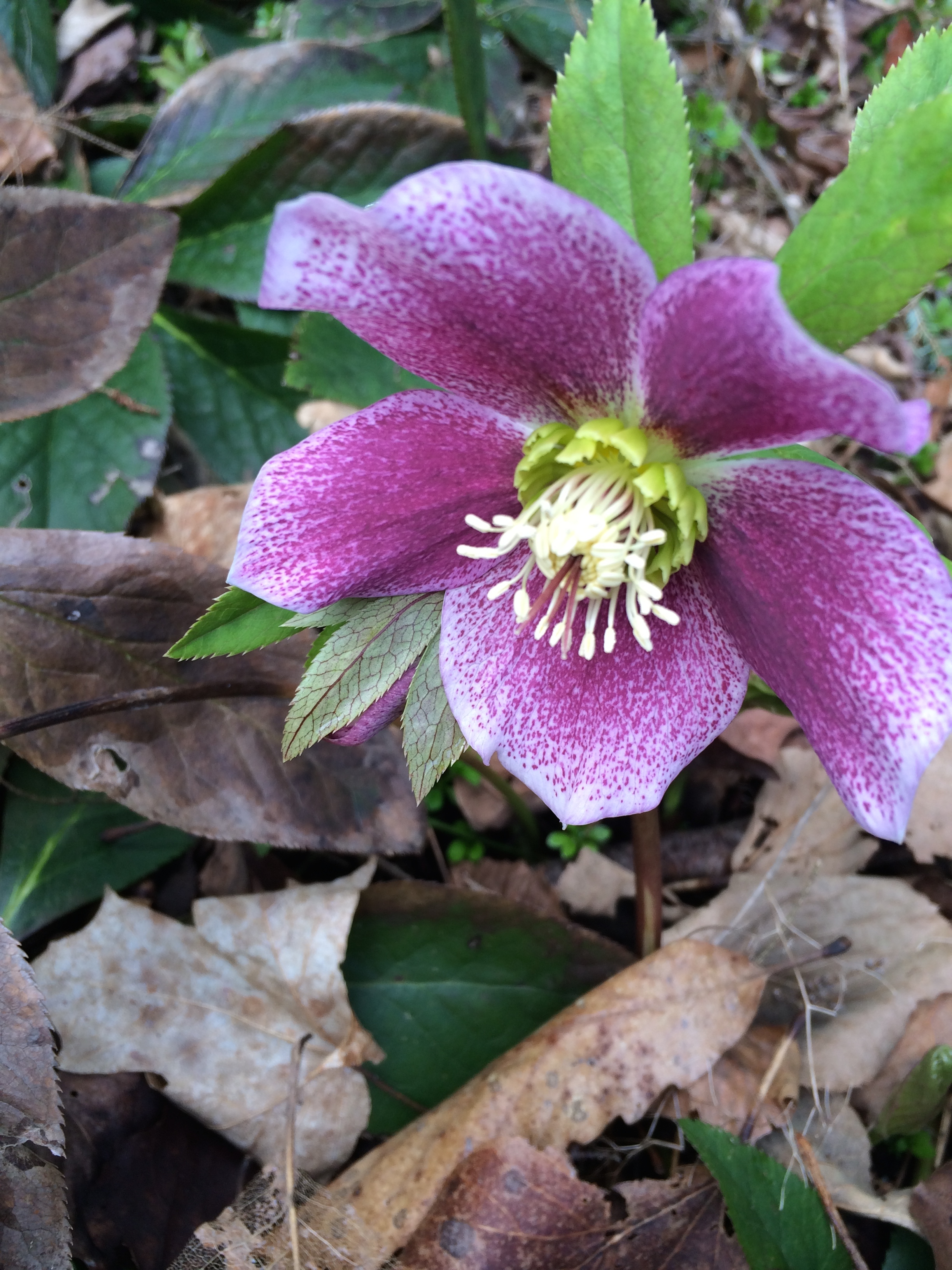 Hellebore flowers come in many shades--from pale cream to pale green to pale pink to deep maroon.
