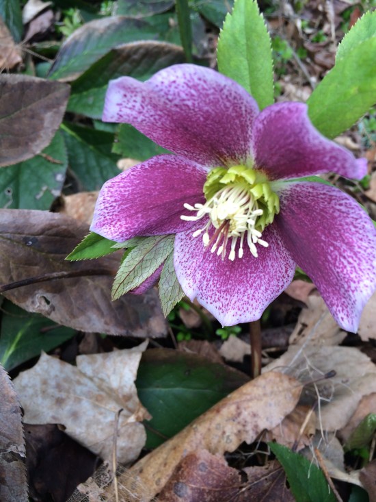 Hellebore flowers come in many shades--from pale cream to pale green to pale pink to deep maroon.