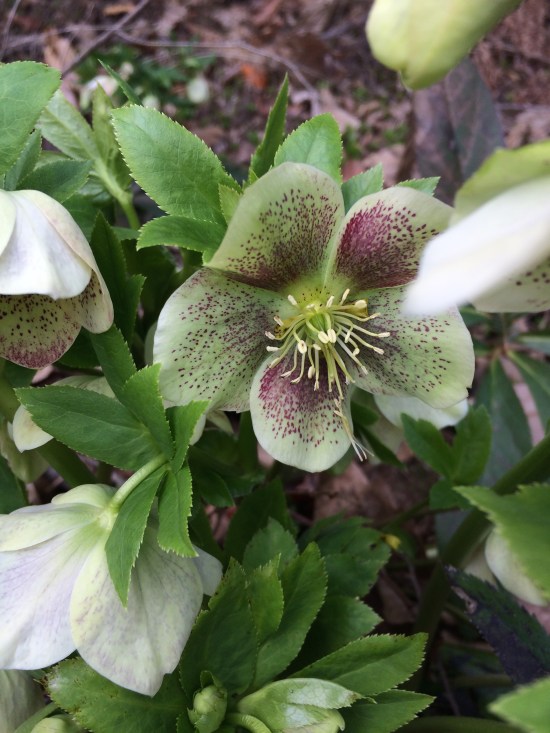 Hellebore (member of the buttercup family) at the Cornell Plantations.