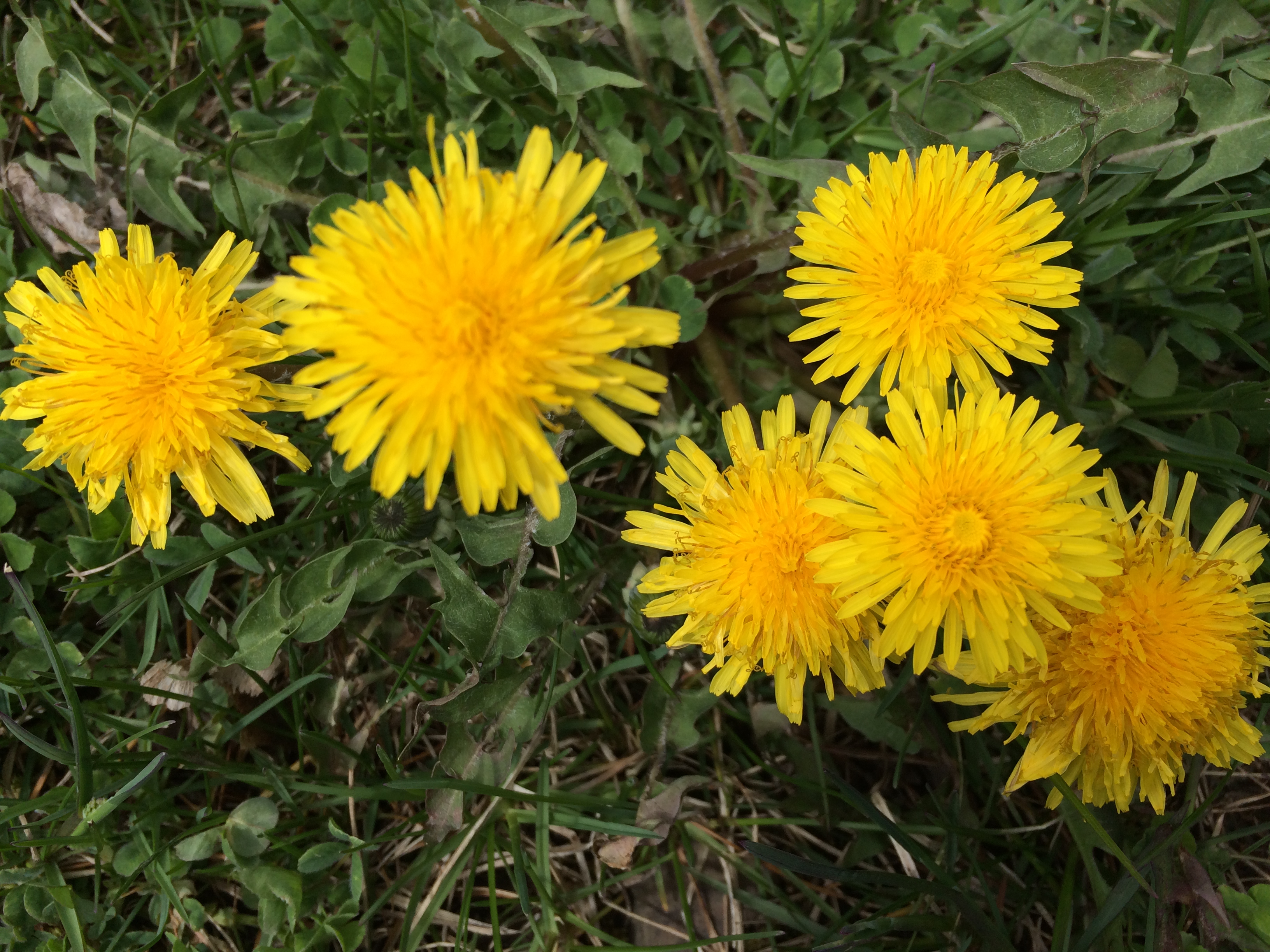 One of my favorites, the dandelion.