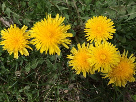 One of my favorites, the dandelion.