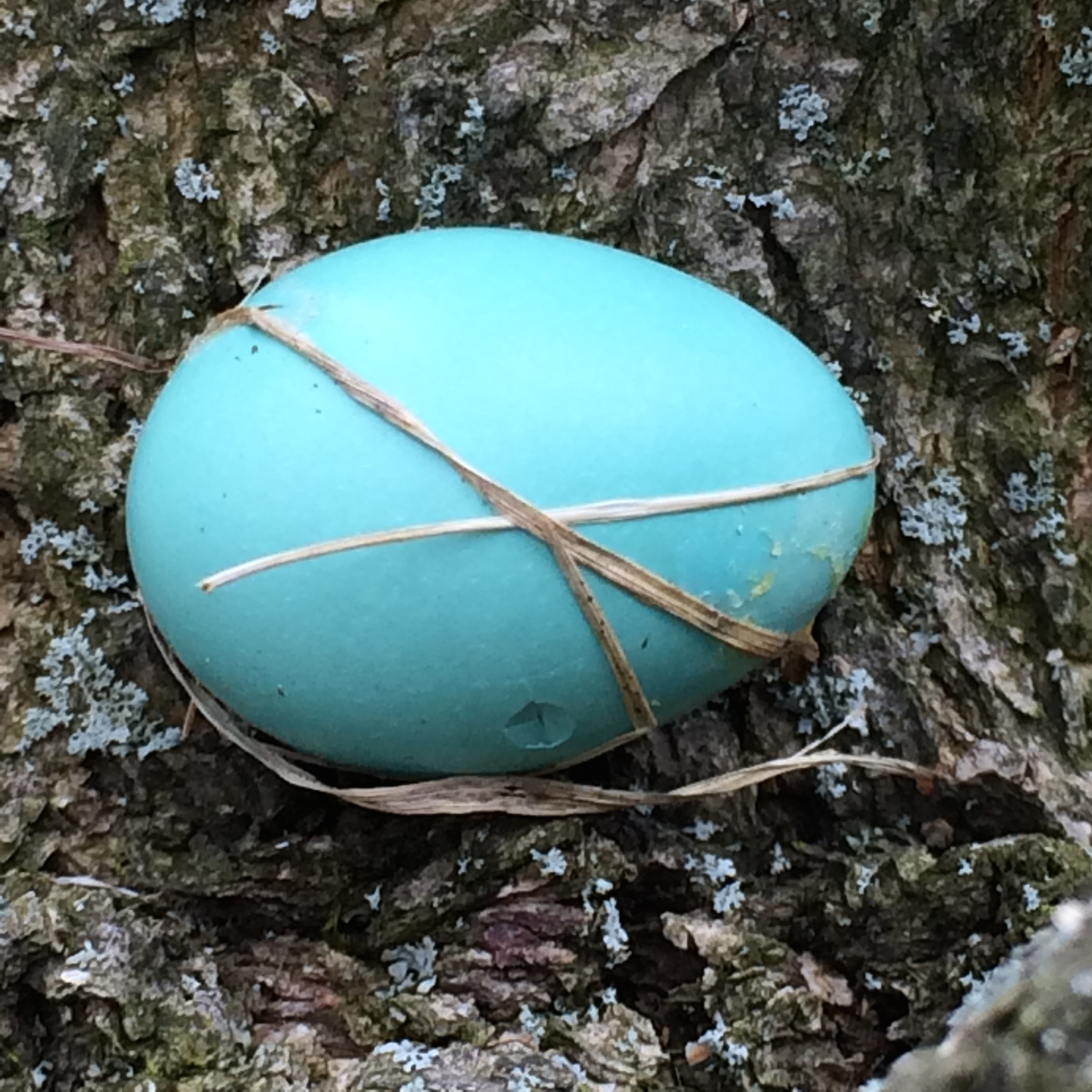 The robin's egg.