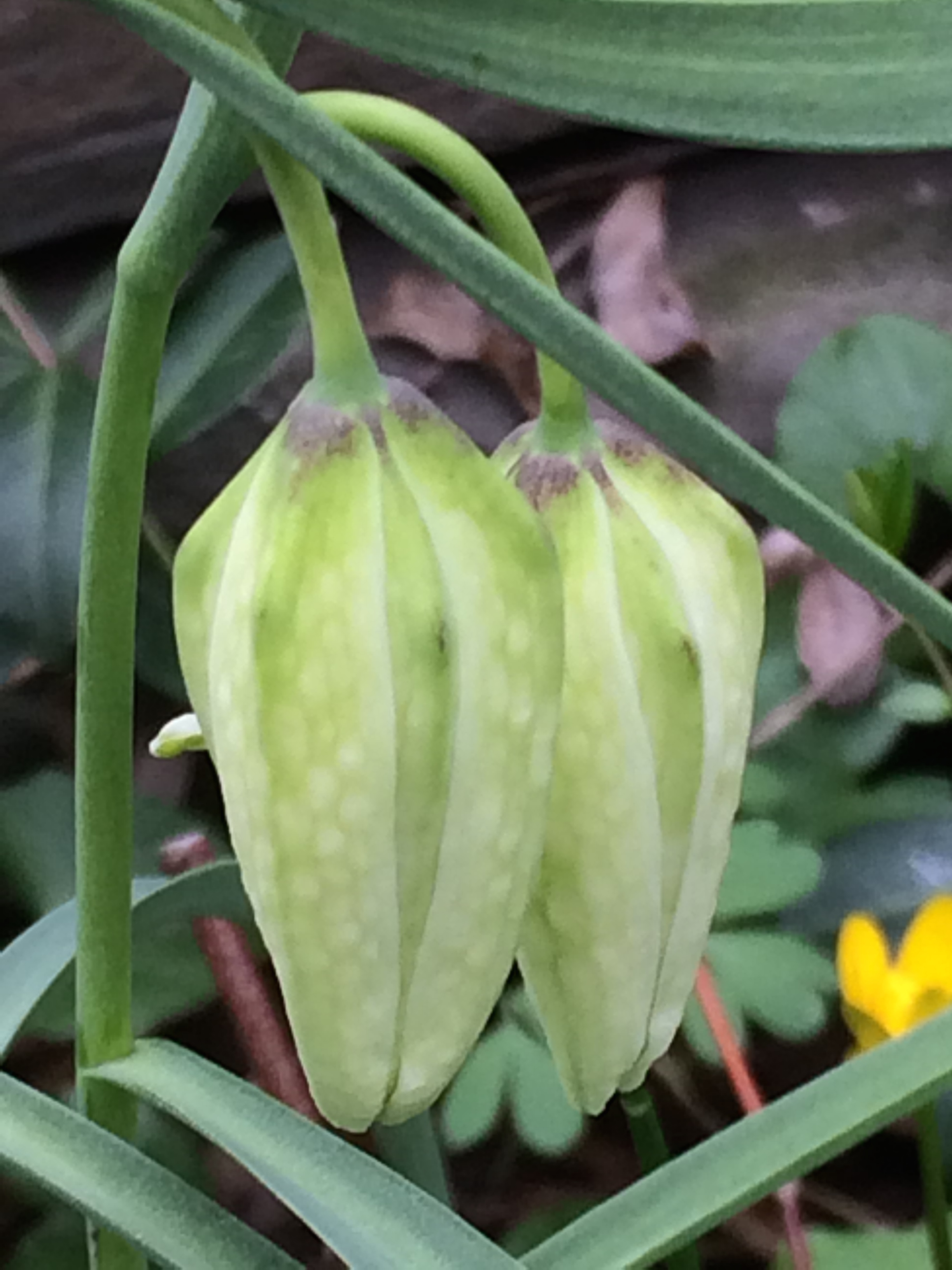 Immature buds of the snakeskin fritillary. They look out of focus even as one looks at them, especially as all stages are present at the same time.