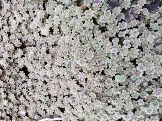 Pale pink pattern of male fruiting bodies of the common liverwort.