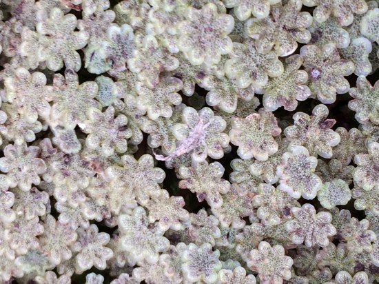 A beautiful pattern on the mud.