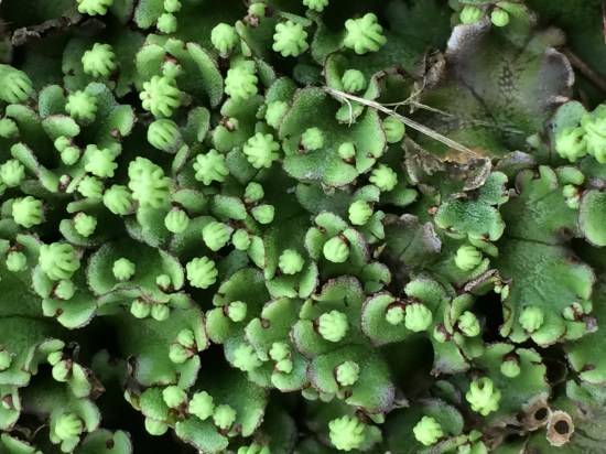 A view of the female umbrellas of the common liverwort.