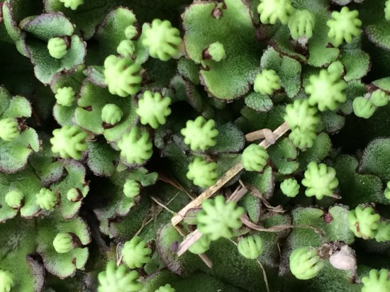 Zoom-in view of photo above.