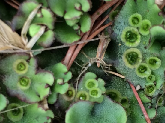 View of gemmae cups, which are a means of asexual reproduction. Sometimes called splash cups, the they hold little balls of tissue that splash out in the rain, spreading the plant vegetatively rather than sexually.