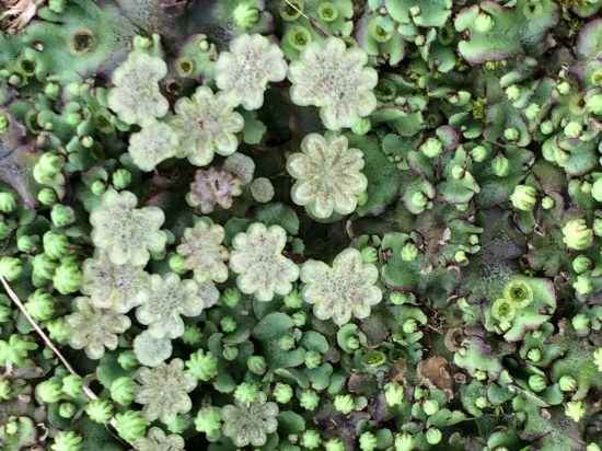 Male and female reproductive structures relatively close together. Gemmae cups apparent also.