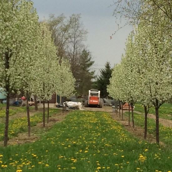Homage to the bobcat at the end of a double row of flowering pears at Cayuga Landscape tree nursery.