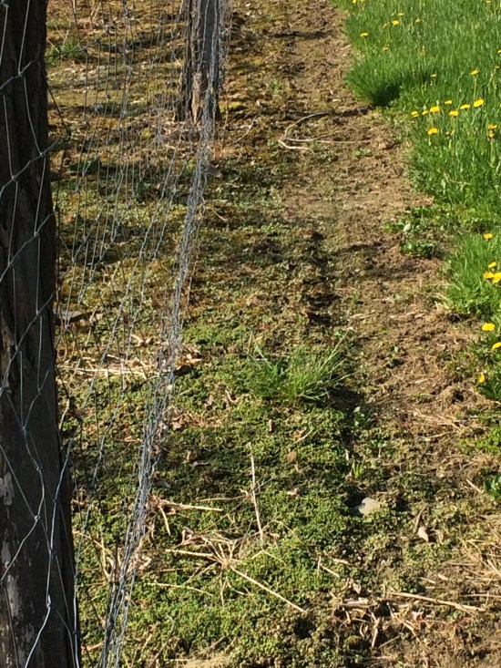 Disturbed soil underneath fence line.