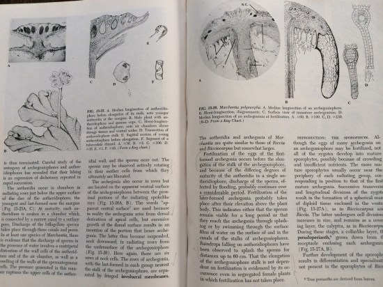 Pages from Bold's Morhology of Plants, illustrating the cellular anatomy of the common liverwort.