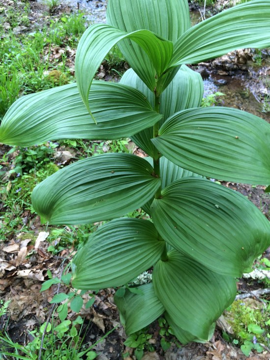 False hellebore (Veratrum viride).