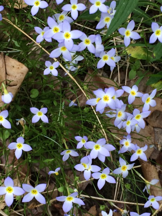 Bluets or Quaker Ladies (Houstonea caerulea).