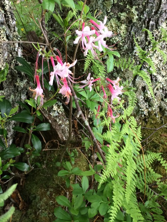 Flame azalea nestled into trunk of tree with fern.