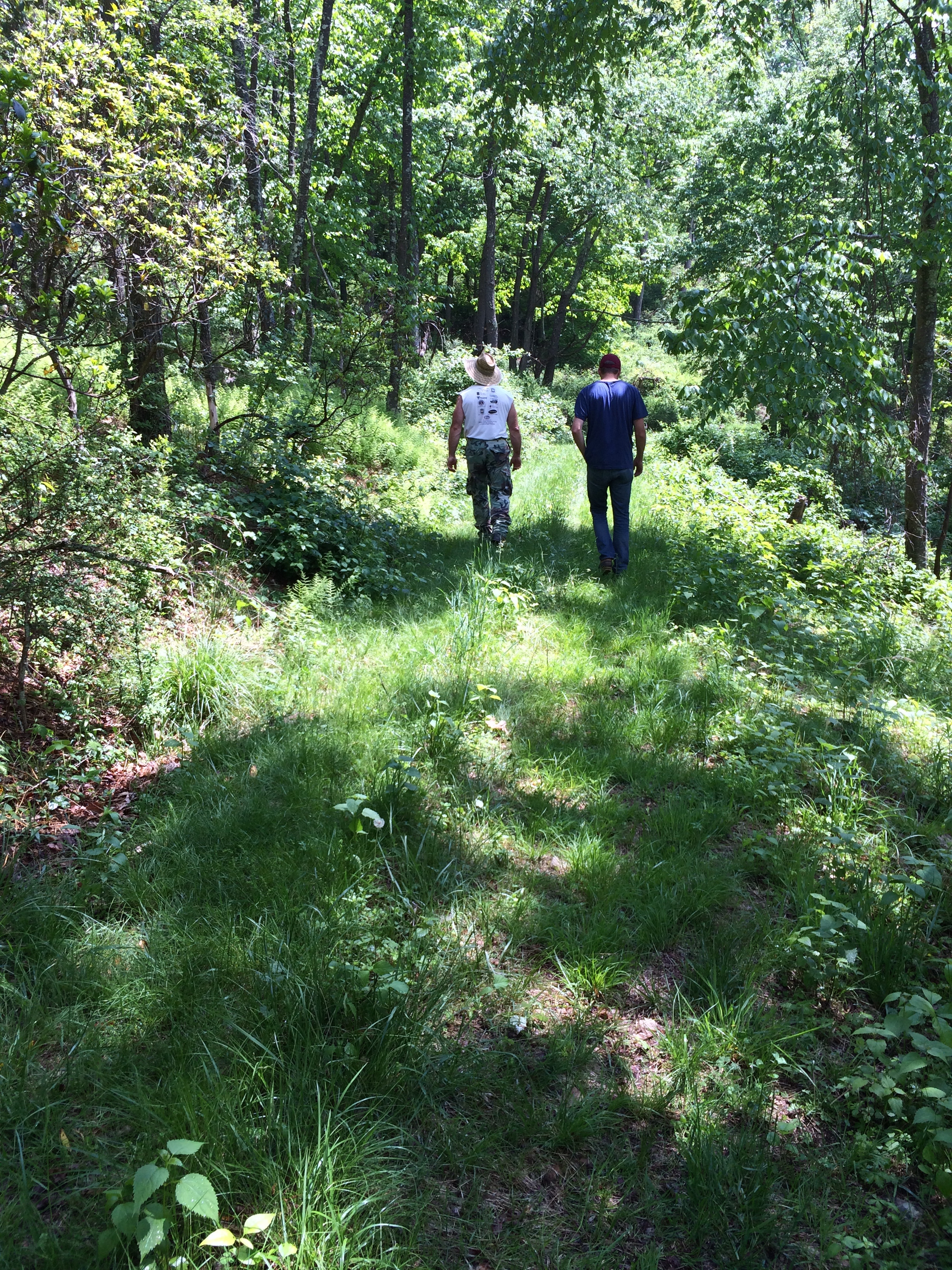 My walking companions.