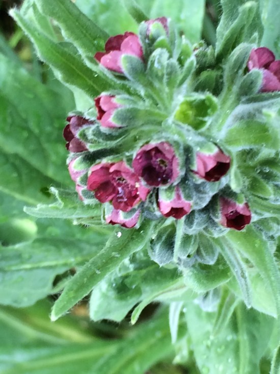 Hound's tongue (Cynoglossum officinale).