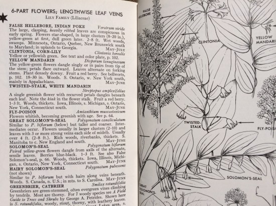 Drawing of false hellebore (shown left of center on top) from Roger Tory Peterson and Virginia McKenny's A Fieldguide to Wildflowers (pp. 369-379).