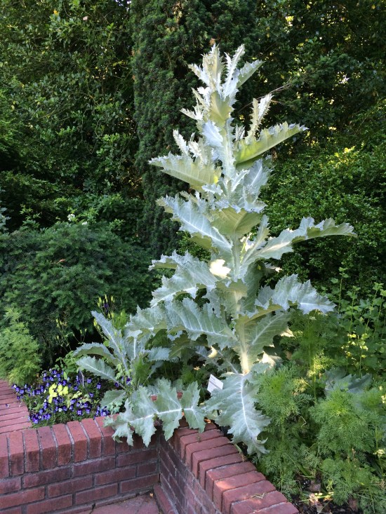 Scotch thistle in the Shakespeare Garden.