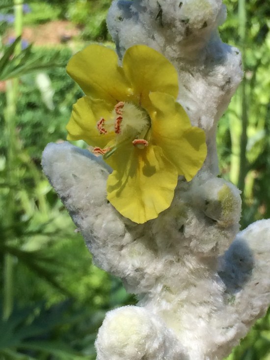Mullein plant in the Shakespeare Garden.