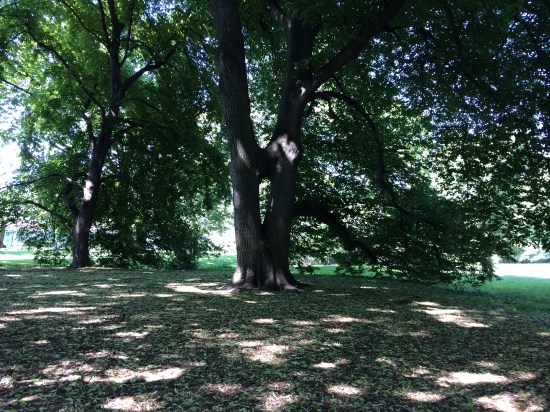 Keyhole tree near the Steinhardt Conservatory at BBG.