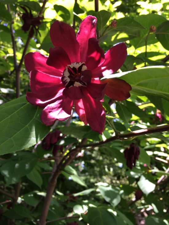 Carolina spicebush (Calycanthus sp.) near Cherry Esplanade.