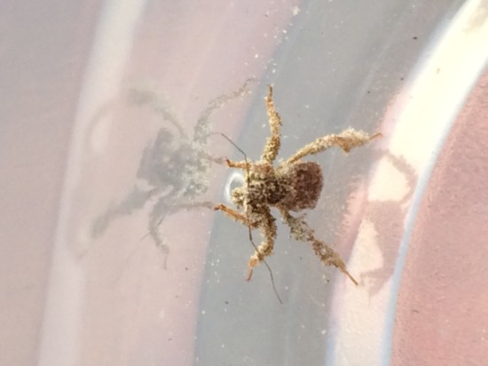 Higher magnification of Susan's bug.