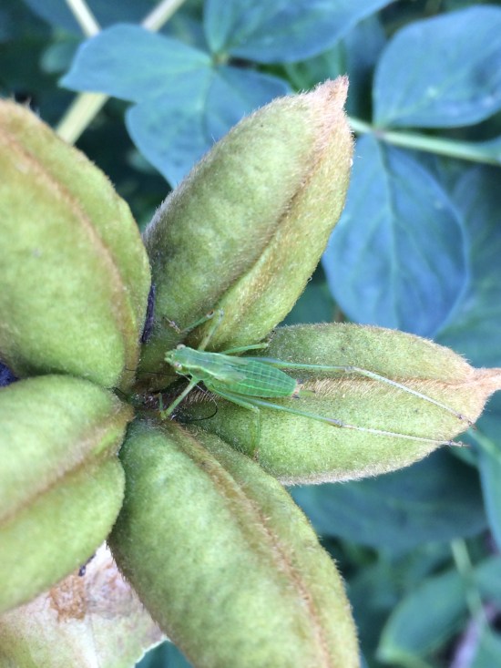 Long-legged green insect on peony fruit capsules.