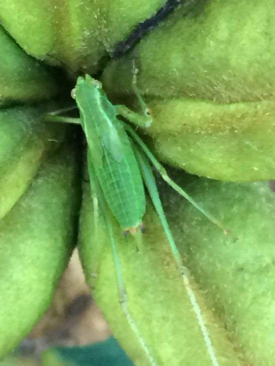 Here's a higher magnification.