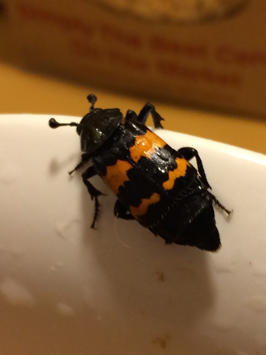 Carrion beetle on my kitchen counter.