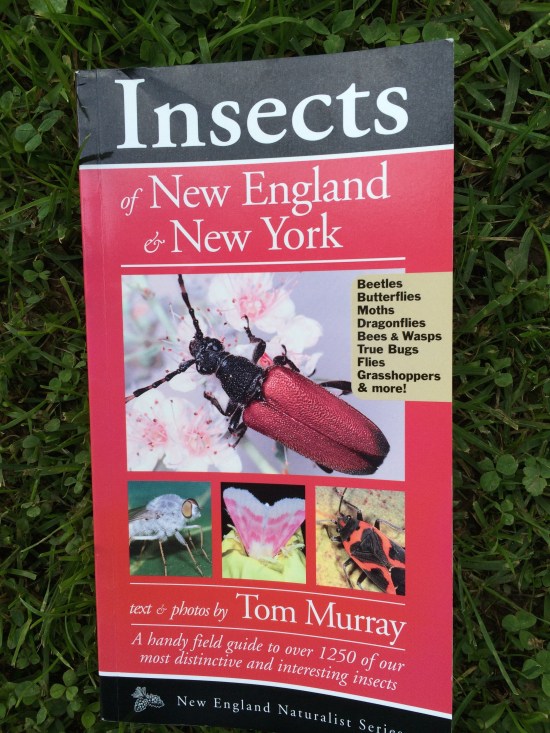 Insects of New England and New York by Tom Murray, published by Kollath + Stensaas Publishing.