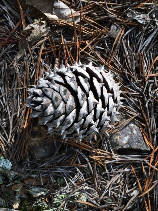 Pine cone.