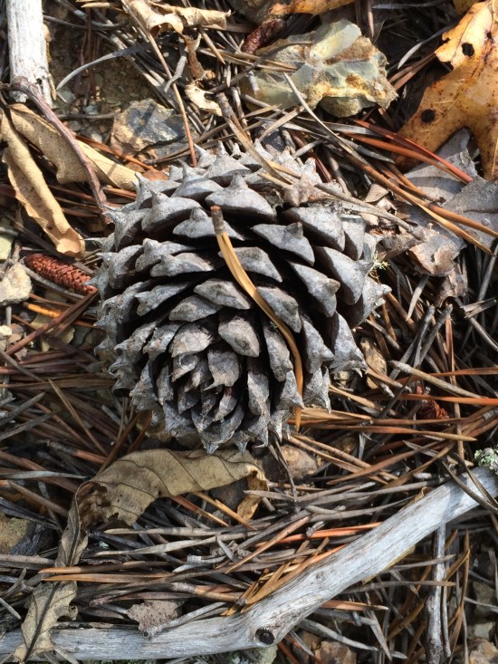 Pine cone.