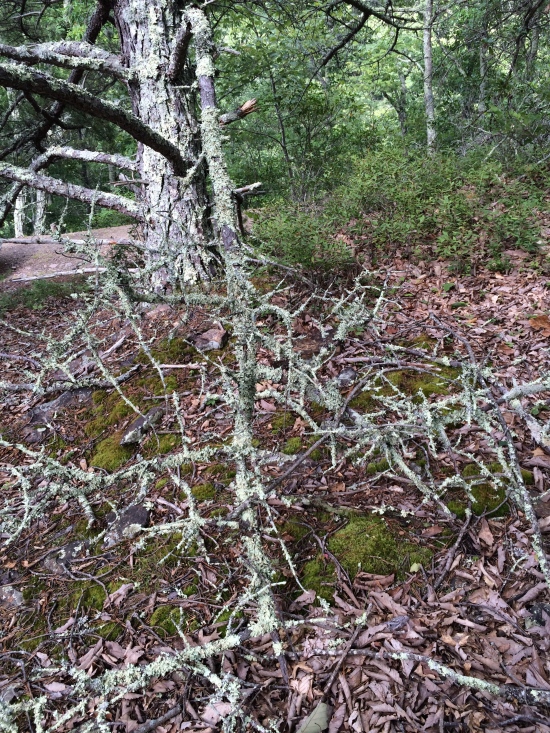 Branch bent to the ground.