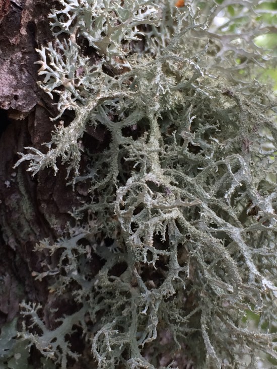Lichen on parent tree.