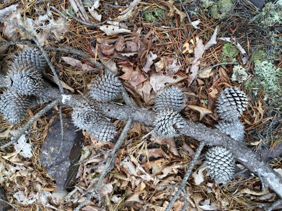 Fallen branch with cones.