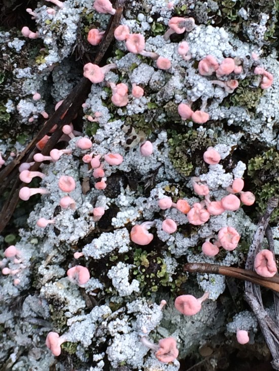 Fairy lichen.