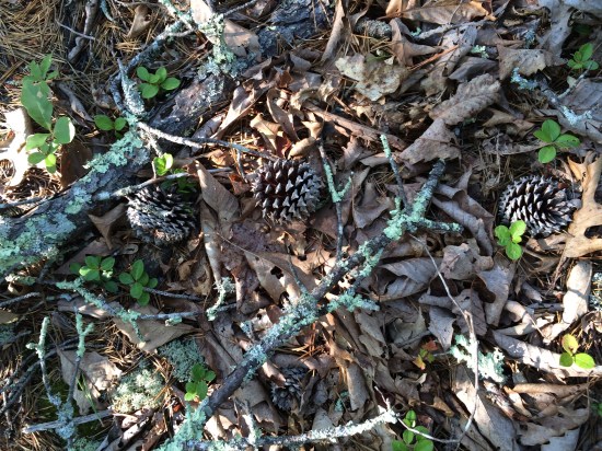Lichens and pine cone.