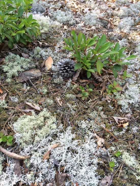 Pine cone and lichens.
