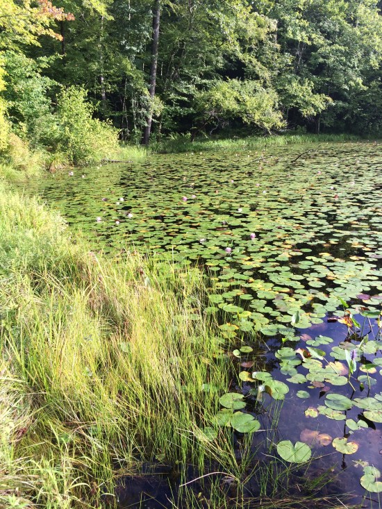 Waterlilies at Touchstone Park.