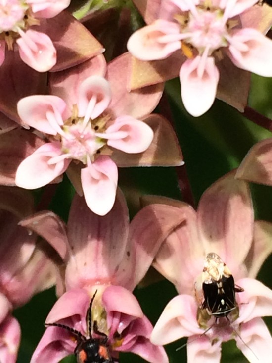 Milkweed flowers with visitor.