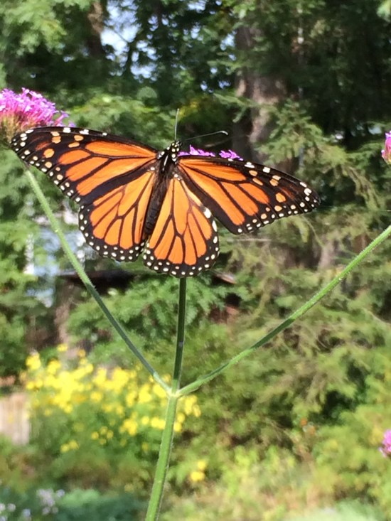 Monarch on Verbena bonariensis in my garden in Ithaca, NY.