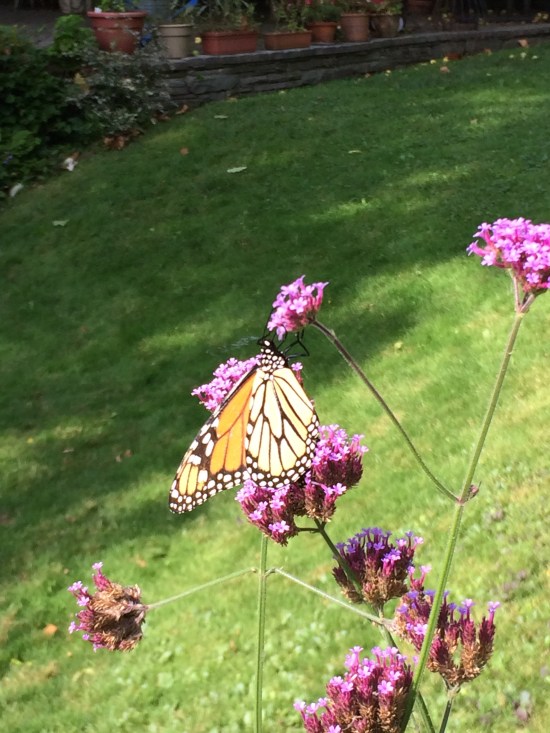 Monarch visiting Verbena bonariensis in my garden in Ithaca, NY.