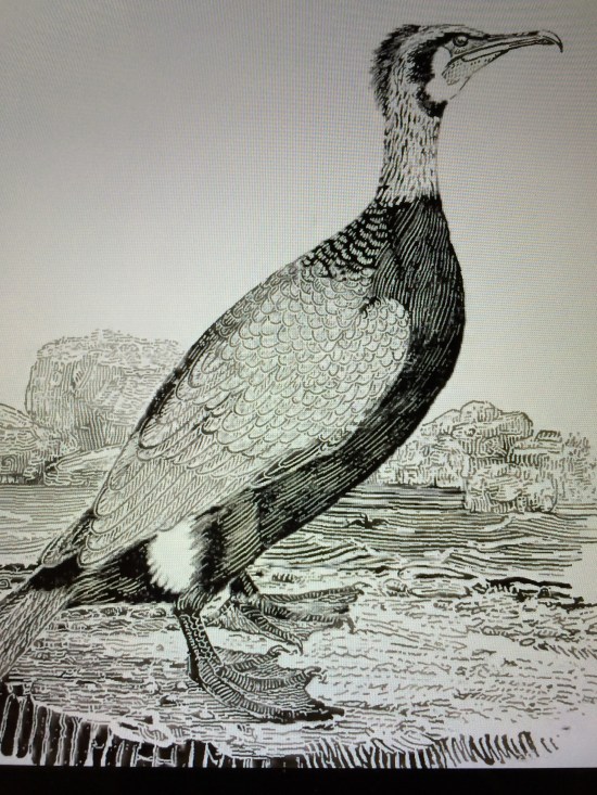 Bewick's cormorant (mature plumage).