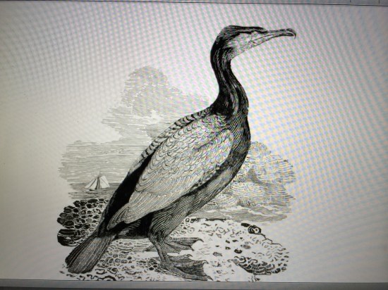 Bewick's cormorant (winter plumage; p.363, vol. 2).