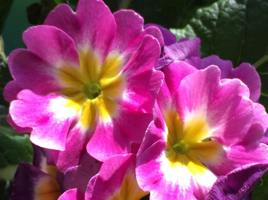 Primrose.